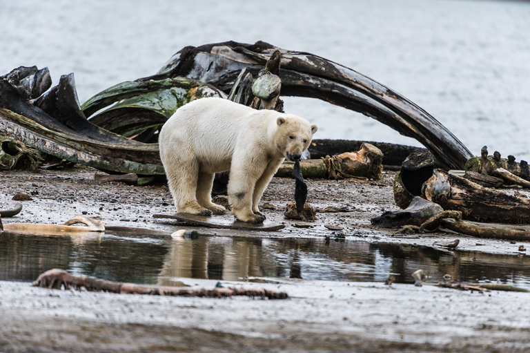 Image of polar bear