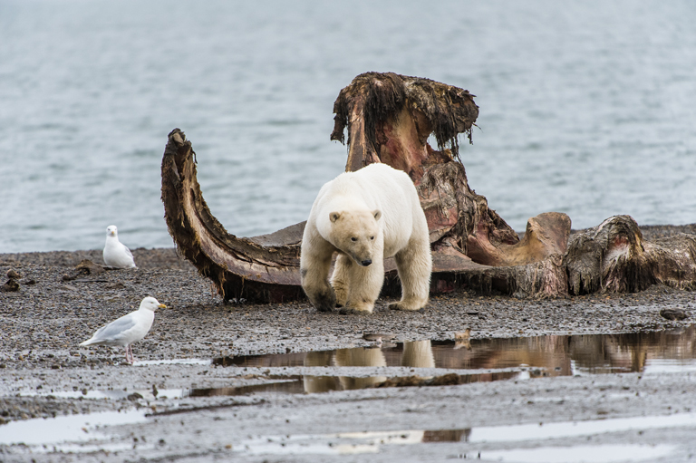 Image of polar bear