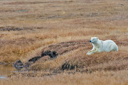 Image of polar bear