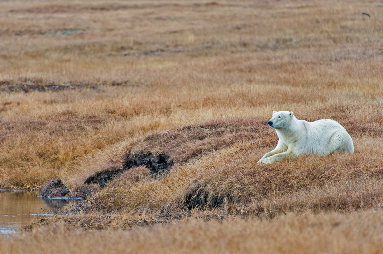 Image of polar bear