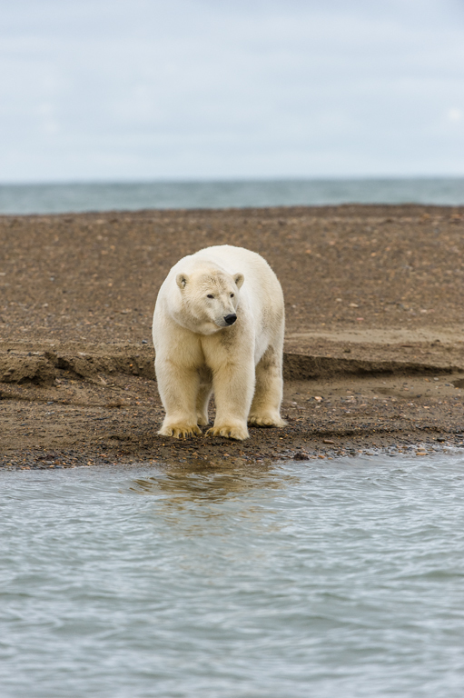 Image of polar bear