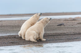 Image of polar bear