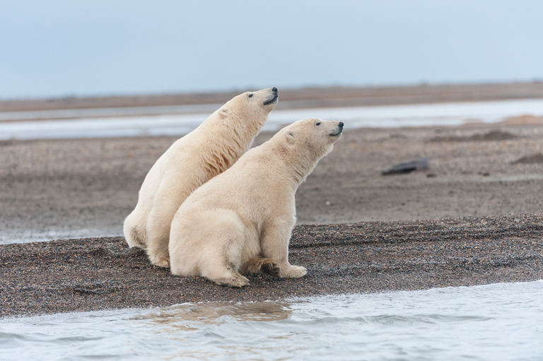 Image of polar bear