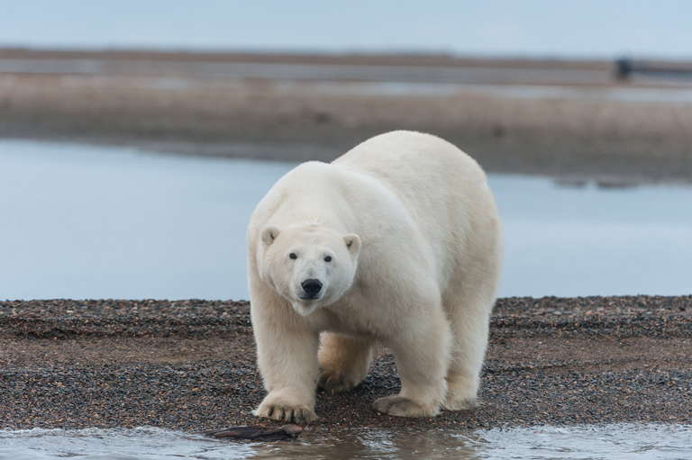 Image of polar bear