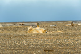 Image of polar bear