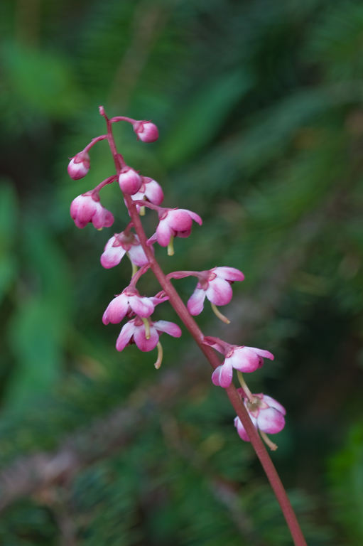 Image de Pyrola asarifolia Michx.