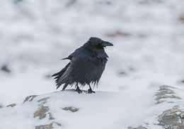 Image of Northern Raven