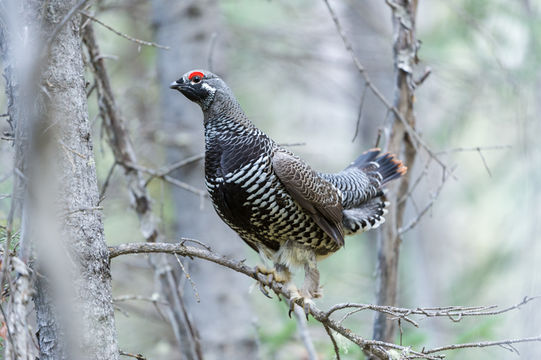 Plancia ëd Falcipennis canadensis (Linnaeus 1758)