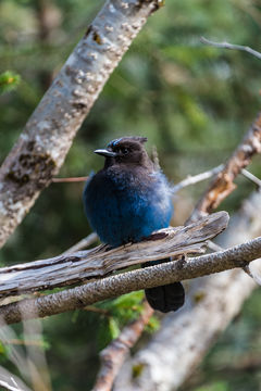 Image of Steller's Jay