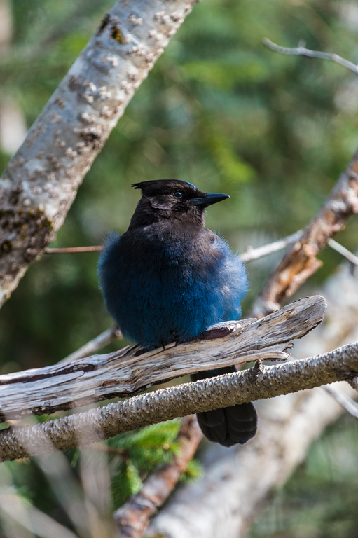 Image of Steller's Jay