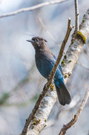 Image of Steller's Jay