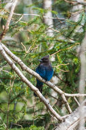 Image of Steller's Jay