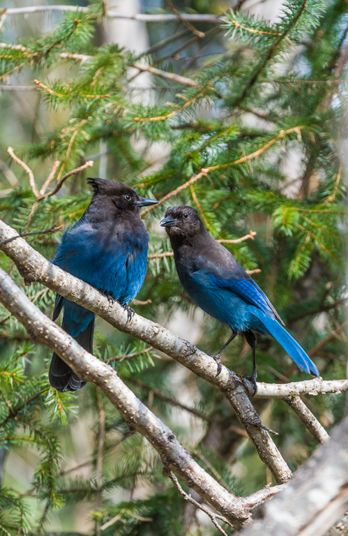 Image of Steller's Jay