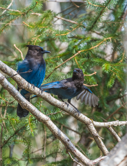 Image of Steller's Jay