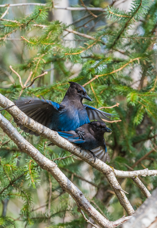 Image of Steller's Jay