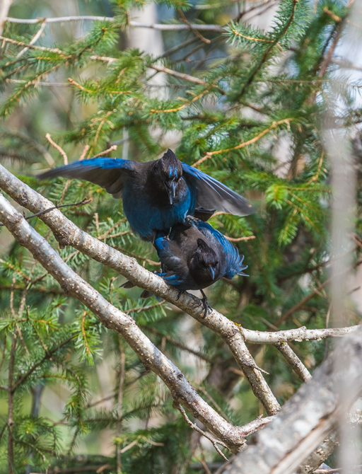 Image of Steller's Jay