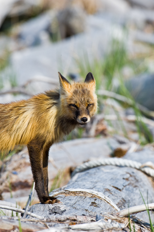 Image of fox, red fox