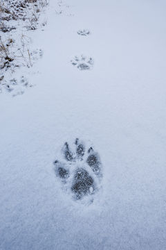 Image of gray wolf