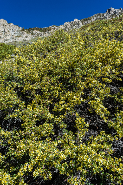 Image of antelope bitterbrush