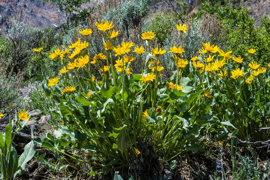 Image of arrowleaf balsamroot