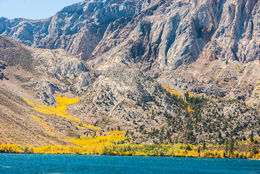 Image of quaking aspen