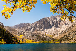 Image of quaking aspen