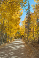 Image of quaking aspen