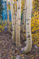 Image of quaking aspen