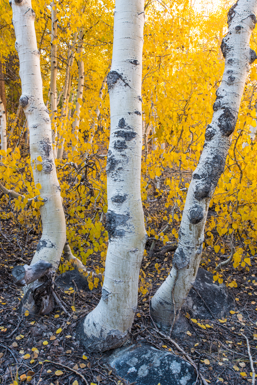 Image of quaking aspen