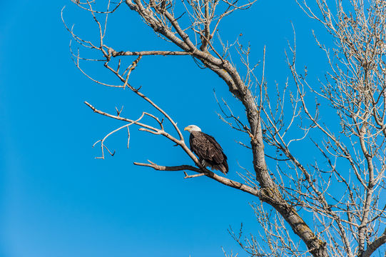 Image of Bald Eagle