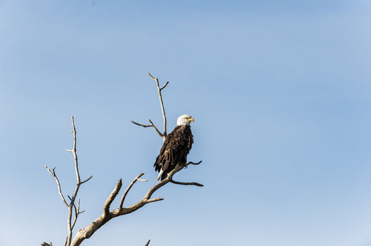 Imagem de Haliaeetus leucocephalus (Linnaeus 1766)