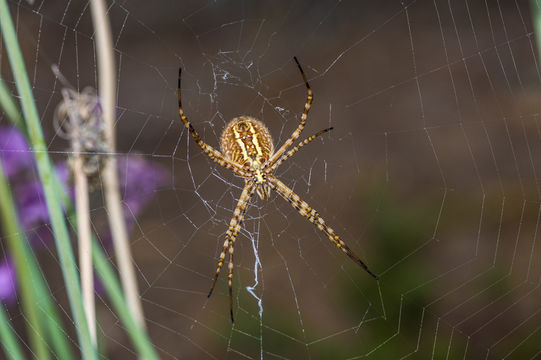 Image of Banded Argiope