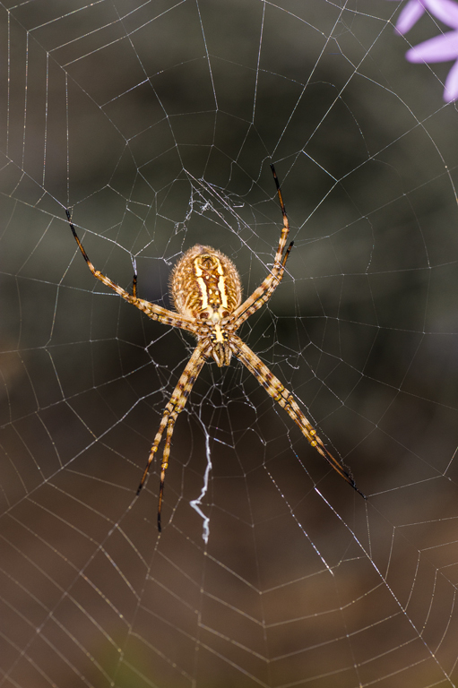 Sivun Tarharistihämähäkki kuva
