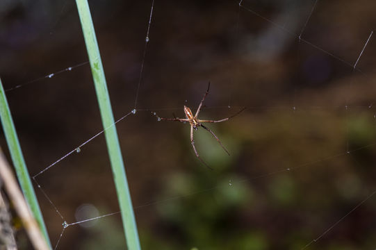 Image of Banded Argiope