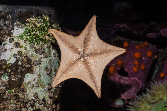 Image of Bat star