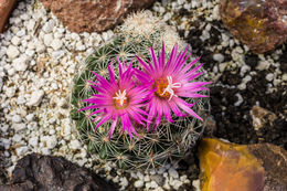 Image of Pincushion Cactus