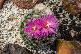 Image of Pincushion Cactus