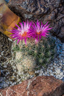 Image of Pincushion Cactus