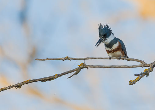 Image of Belted Kingfisher