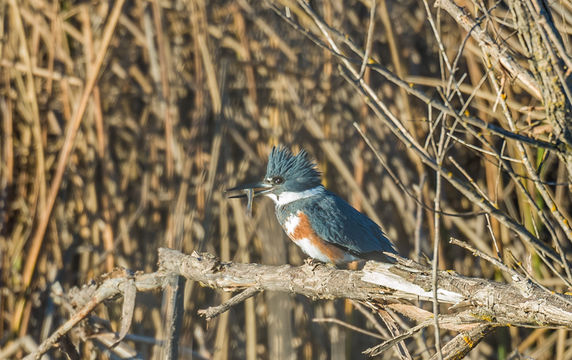 Image of Belted Kingfisher