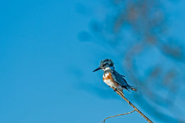 Image of Belted Kingfisher
