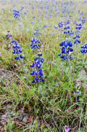 Image de Lupinus bicolor Lindl.