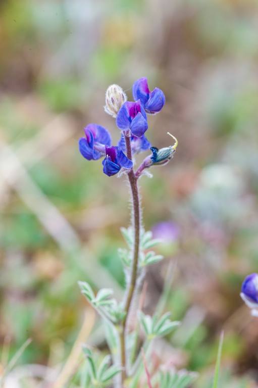 Image de Lupinus bicolor Lindl.