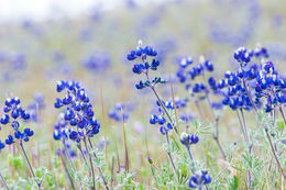 Image de Lupinus bicolor Lindl.