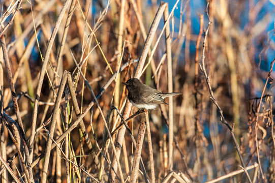 Image of Black Phoebe