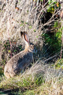 Plancia ëd Lepus californicus Gray 1837