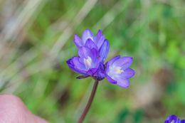 صورة Dichelostemma capitatum (Benth.) Alph. Wood