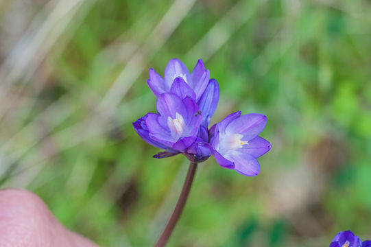 Image of bluedicks