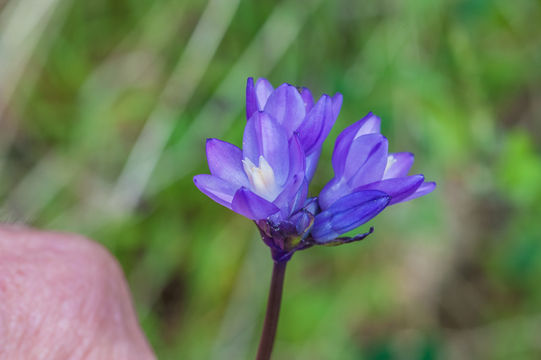 صورة Dichelostemma capitatum (Benth.) Alph. Wood