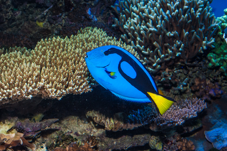 Image of Blue Surgeonfish